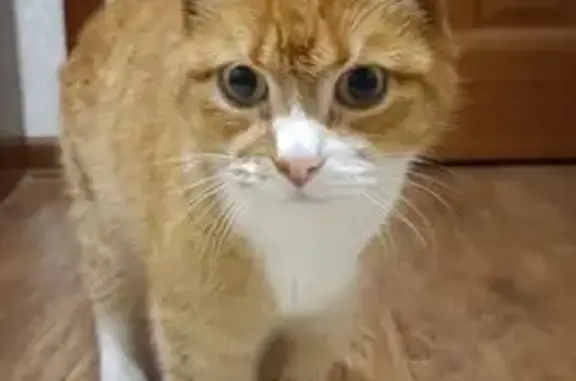 Кошка найдена: Сосновая ул., 1...