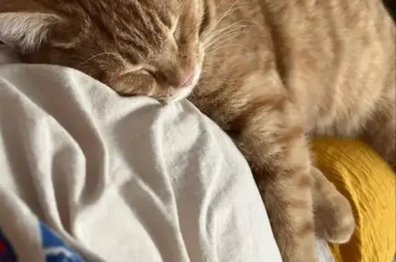 Объявления о пропавших и найденных животных, Ялуторовск, фото: Пропала кошка, ул. Новикова 73, Ялуторовск