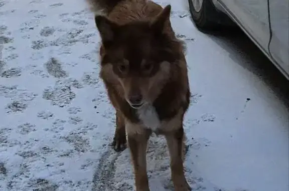 Найдена собака, Абакан, фото: Найдена рыжая собака, Кирова 112, Абакан