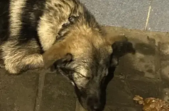 Найдена собака, Нижний Новгород, фото: Собака найдена: ул. Лебедева, 2, Н. Новгород