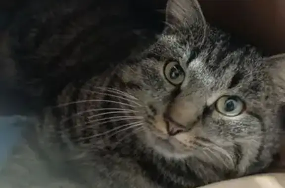 Кошка найдена на Учебной, 11,...