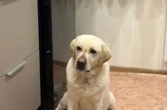 Объявления о пропавших и найденных животных, Верхняя Пышма, фото: Найдена собака, Успенский пр., 18, В. Пышма