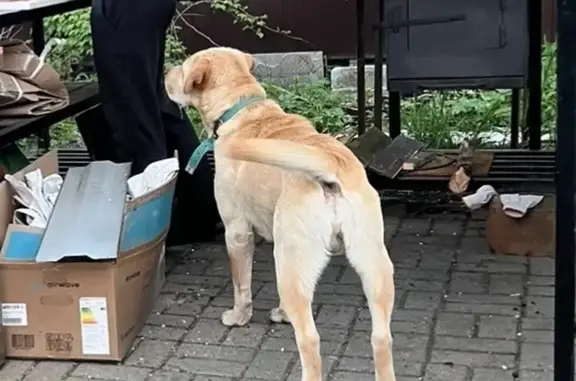 Потерянные животные Тверь, фото: Пропала собака Лаки на Затверецком бульваре в Твери