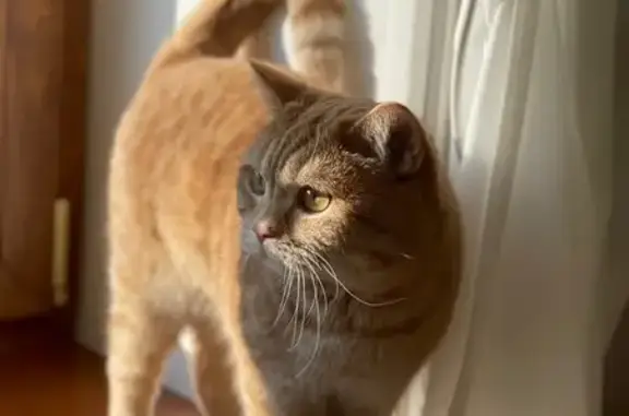 Пропала кошка в Клопово, МО