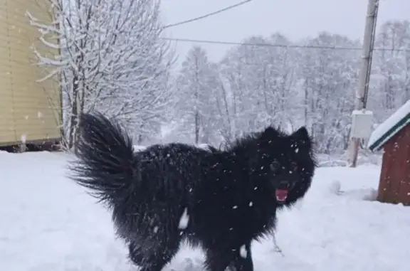 Пропала собака, Федюково, Смоленская обл.