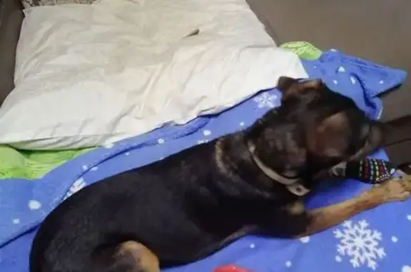 Найдена собака, Волжский, фото: Собака найдена: Советская ул, 32, Волжский