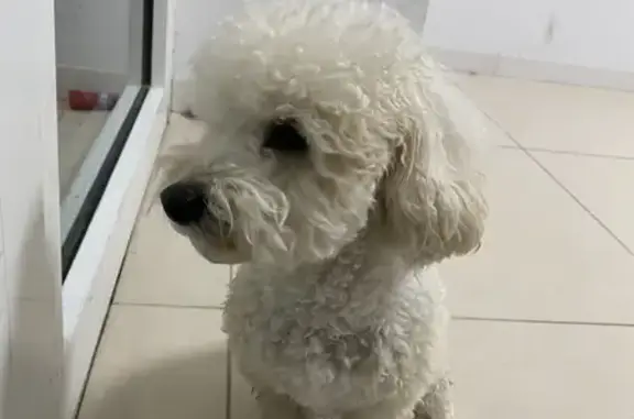 Найдена собака, Сочи, фото: Найдена собака, Сочи, Депутатская 10Е