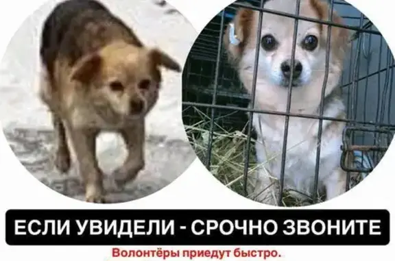 Пропала собака в Луговом, Тюмень