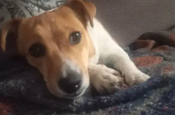 Найденные животные Шахты, фото: Найдена собака, ул. 10 лет Индустриализации, 217