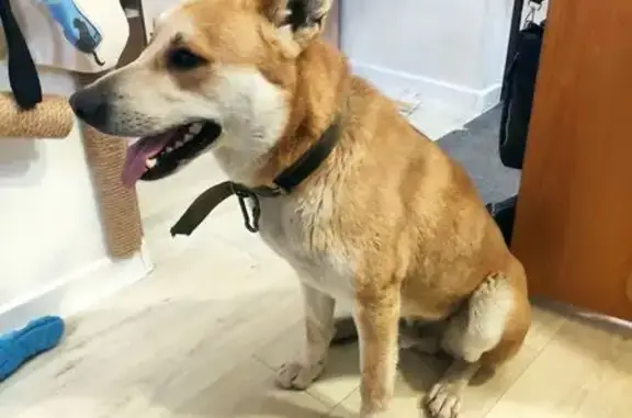 Найдена собака, Тельмана, фото: Собака найдена: Онежская ул., Тельмана