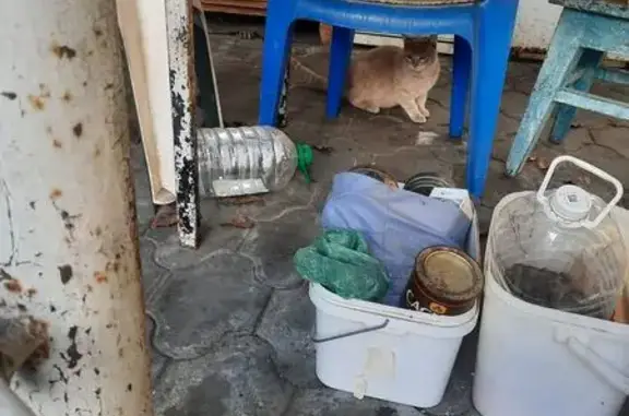 Объявления о пропавших и найденных животных, Нальчик, фото: Кошка найдена на ул. Чапаева, Нальчик