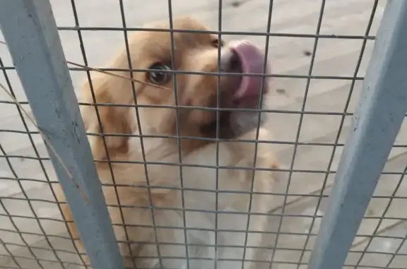 Найдена собака, Московское, фото: Собака найдена: Московское, Ставрополье