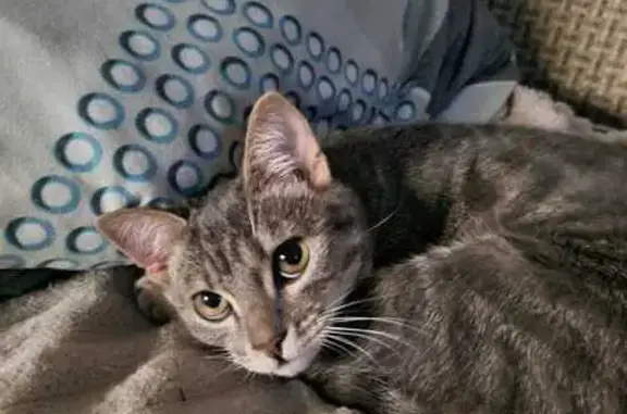 Пропала кошка, ул. Металлургов, Медногорск