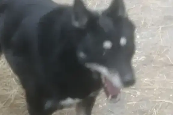 Пропала собака, Крестьянская ул. 57, Саратов