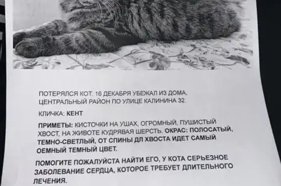 Пропала кошка, ул. Калинина 32, Челябинск