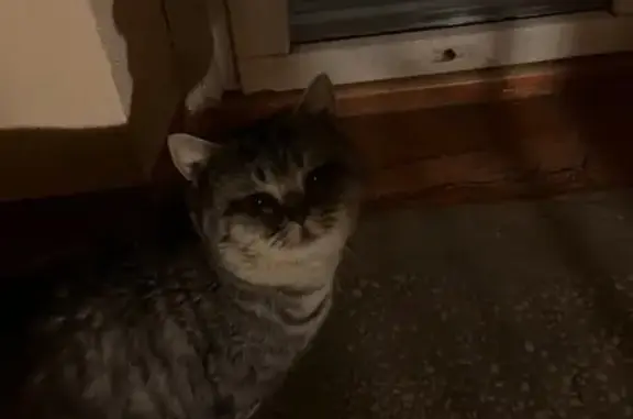 Найдена кошка, Тюмень, фото: Кошка найдена: ул. Пермякова, 84, Тюмень