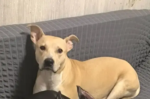 Пропала собака, Окружной проезд, Кемерово