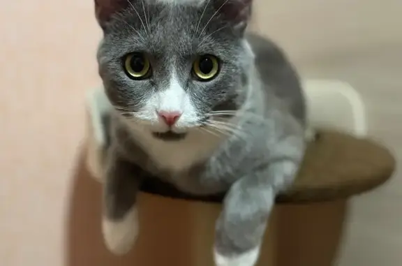 Кошки потеряшки, Пыталово, фото: Потеряшка кот Кеша, Пионерская 31, Пыталово