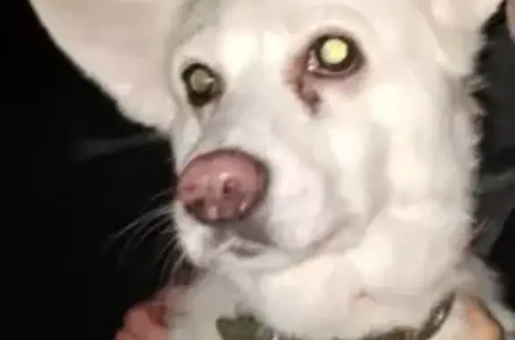 Пропала собака, Сочи, Навагинская 9Д