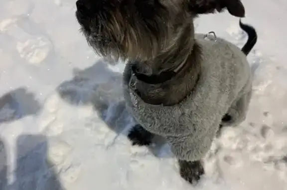 Пропала собака, ул. Сююмбике, 28, НК