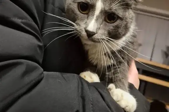 Кошка найдена: Малинское шоссе...