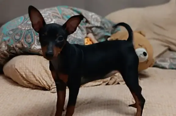 Собаки потеряшки, Санкт-Петербург, фото: Потеряшка собака, Софийская ул., 44-48