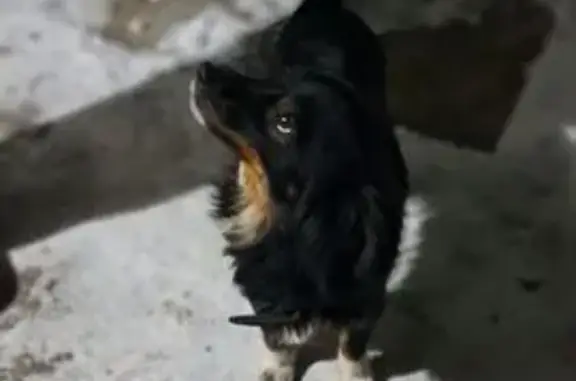 Собака найдена: ул. Секундова,...