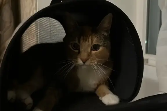 Трехцветная кошка найдена на П...