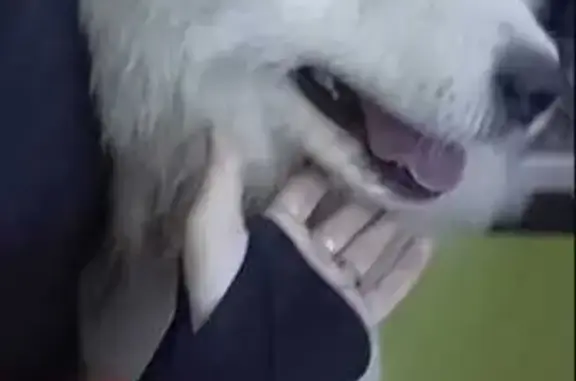 Самоед найден в Архызе, Карача...