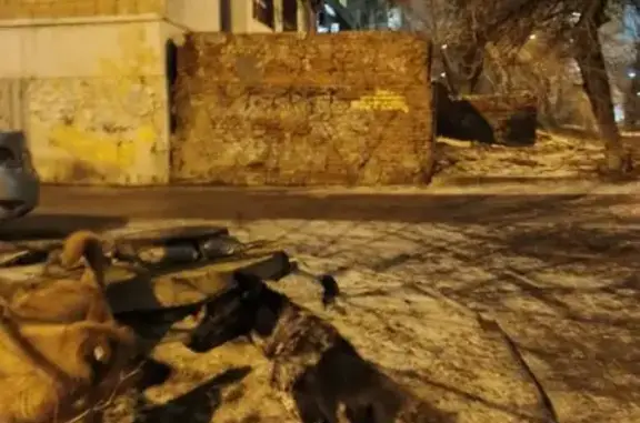 Собака найдена: Университетски...