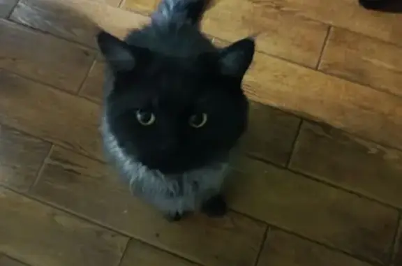 Пропала кошка, ул. Гагарина, 32, Реутов