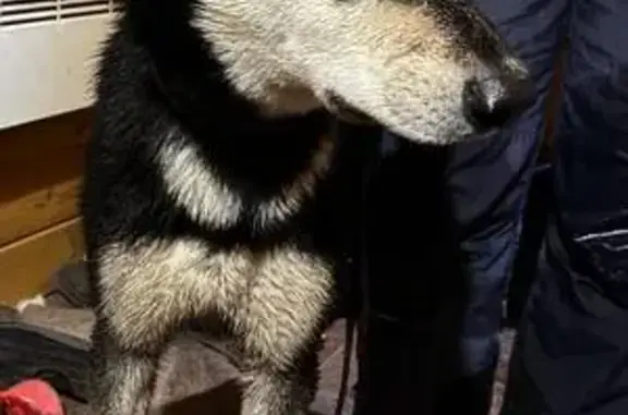 Найдена собака, Левашово, фото: Найдена собака, ул. Дружбы, Левашово