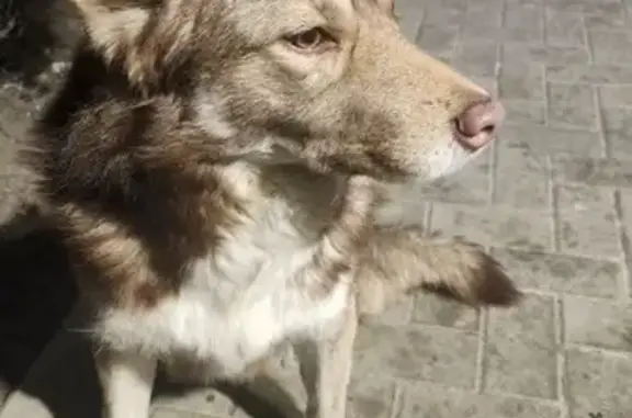 Пёс у ЖК Первый, пл. 2-й Пятил...