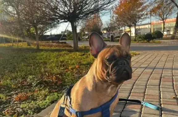 Собаки потеряшки, Краснодар, фото: Потеряшка собака на ул. Комарова, Российский