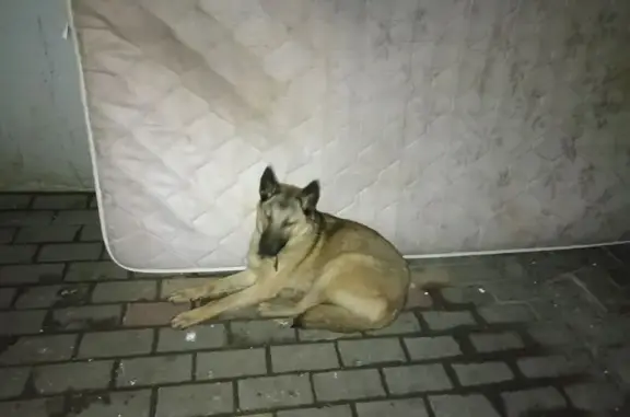 Найдена собака, Белгород, Губк...