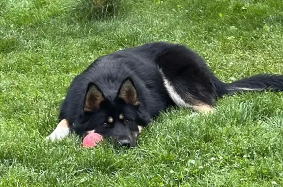 Пропала собака в Долгопрудном, МО