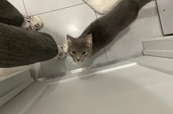 Найдена кошка, Мурино, фото: Серая кошка найдена, шоссе в Лаврики