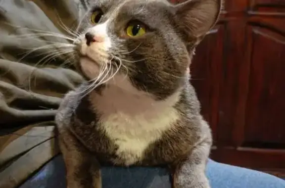 Найдена кошка, ул. Родионова,...