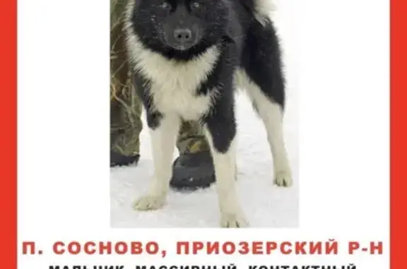 Пропала лайка, Озёрная ул., 22, Сосново