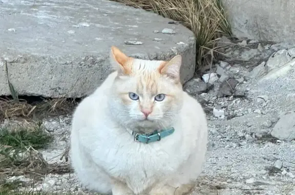 Кошки потеряшки, Смоленск, фото: Потеряшка кошка, 2-я Академическая, Смоленск