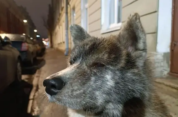 Найдена собака, Санкт-Петербург, фото: Акита найдена, Пинский пер., СПб