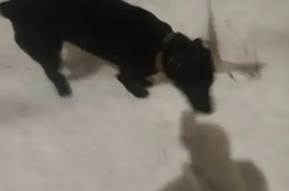 Найден черный лабрадор, ул. По...