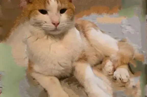 Найдена кошка, Волжский, Нарим...