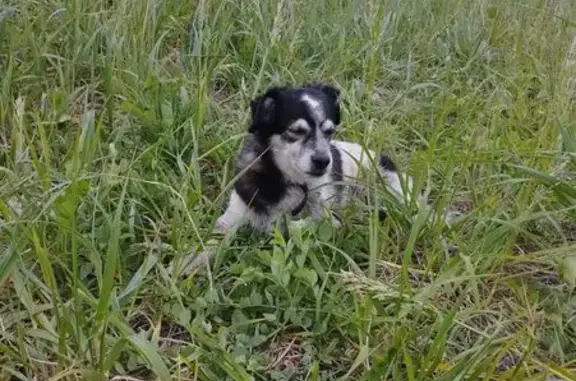 Пропала собака, Заводская ул.,...