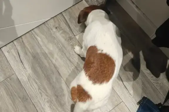 Собака найдена: пр. Гёте, Крас...