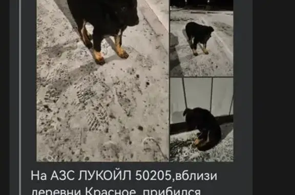 Пропала собака, 46К-6092, Сере...