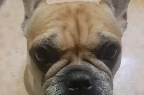 Найдена собака, Астрахань, фото: Найдена собака на Вокзальной, 20, Астрахань