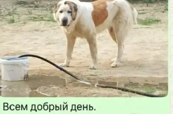 Пропала собака, Благовещенск,...