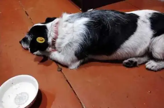 Найдена собака, Ульяновск, фото: Собака найдена в магазине, Одесская 1