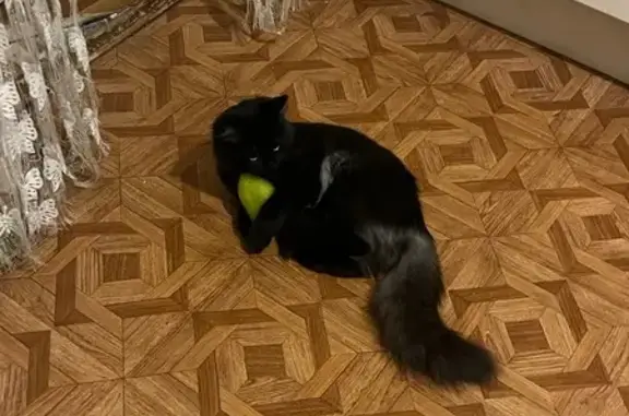 Пропала кошка, ул. Ленина, 19 к1, Лобня